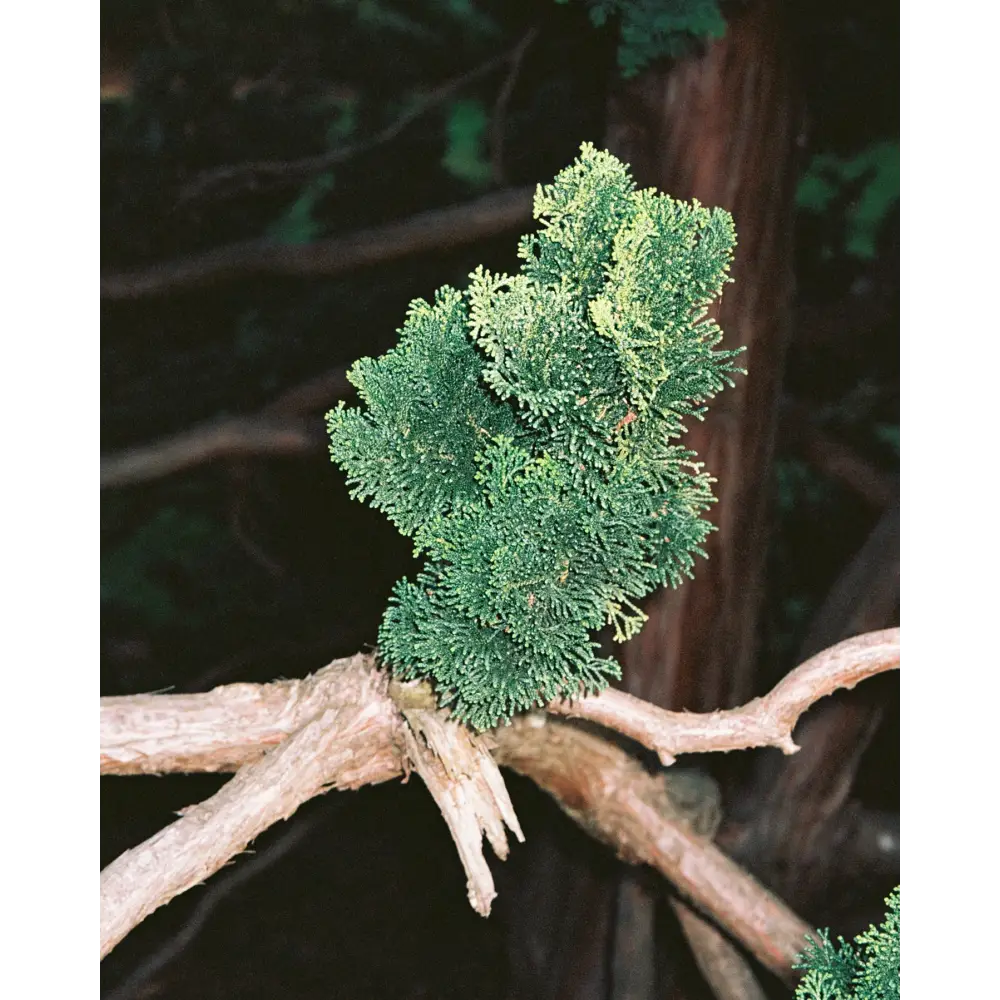 Bougie parfumée vert ambré Hinoki - 260g