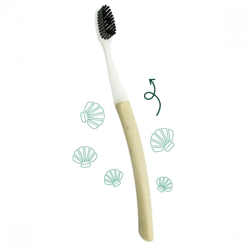Brosse à dents à tête interchangeable Souple Edith- coquille St Jacques