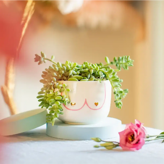 Cache pot boobs avec petits objets, plante succulente verte et traînante girl power