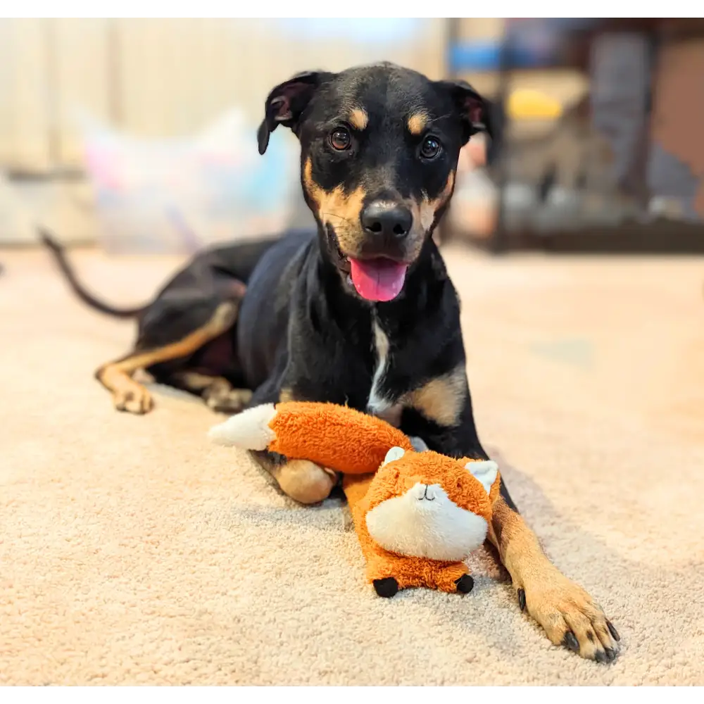 Jouet Pour Chien Renard Volant