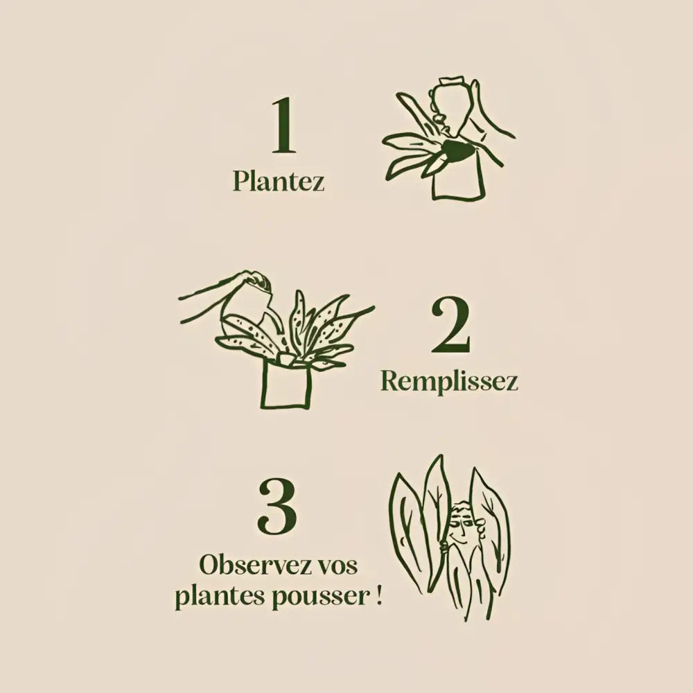 Illustration minimaliste 3 étapes plantation Olla Léopard, lignes vert foncé sur beige