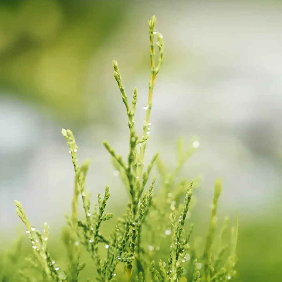 Savon solide parfum boisé avec un cyprès bio et une plante verte fraîche