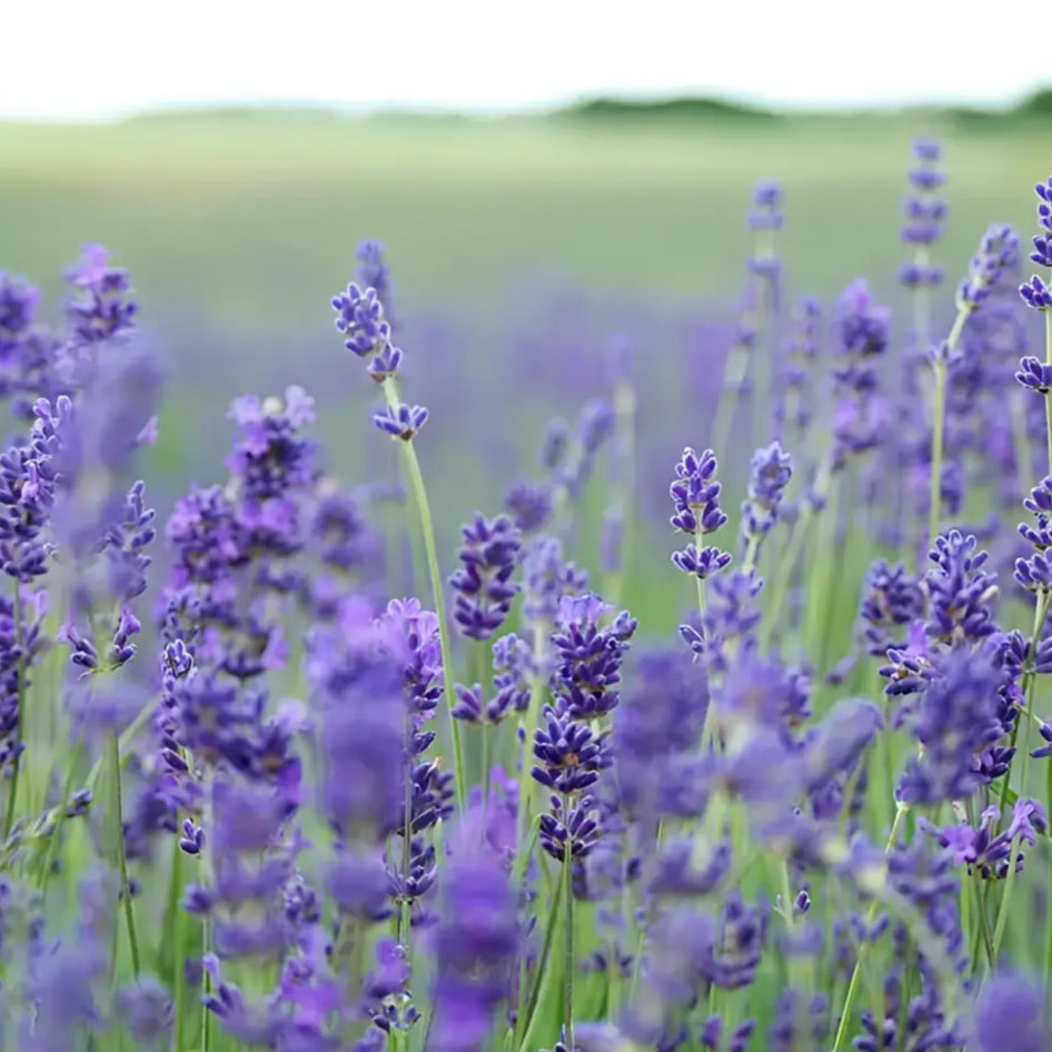 Lavande bio dans un savon solide bouquet pour une peau douce et naturelle