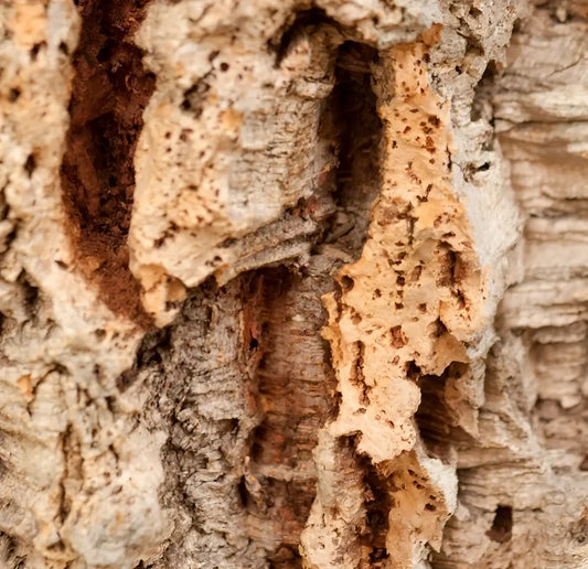 Écorce de liège rugueuse texturée pour cosmétiques solides