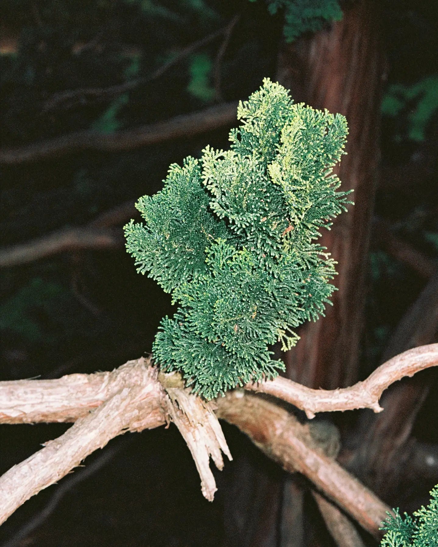 Bougie parfumée Vert Ambré Hinoki avec feuillage vert dense et plumeux