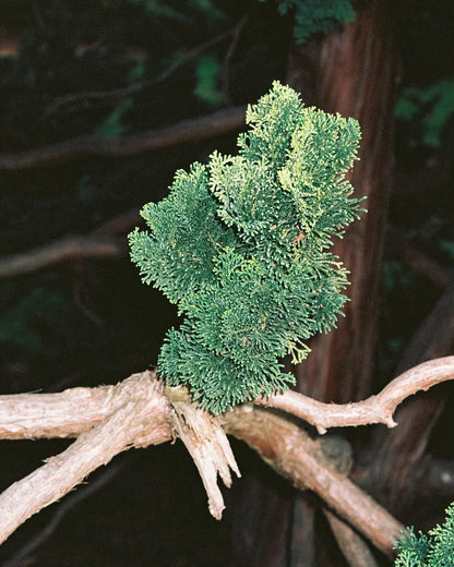 Bougie parfumée Vert Ambré Hinoki avec feuillage vert dense et plumeux