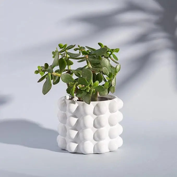 Jade plant en bonne santé dans cache port booble avec design texturé pour plantes d’intérieur