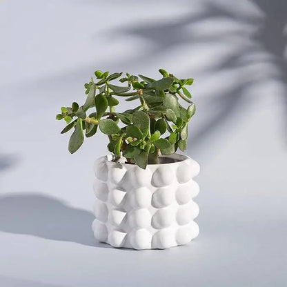 Jade plant en bonne santé dans cache port booble avec design texturé pour plantes d’intérieur