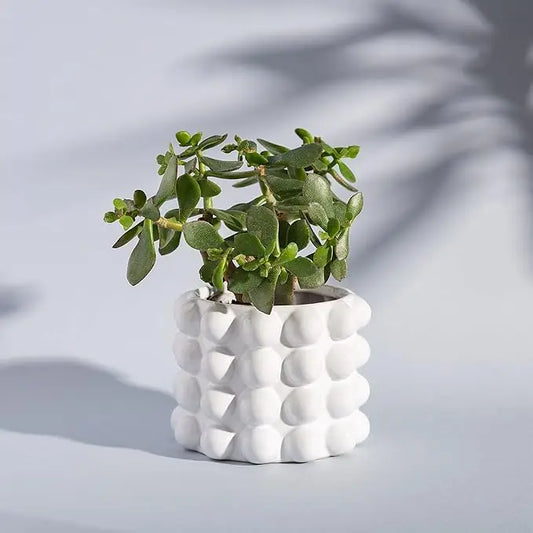 Jade plant en bonne santé dans cache port booble avec design texturé pour plantes d’intérieur