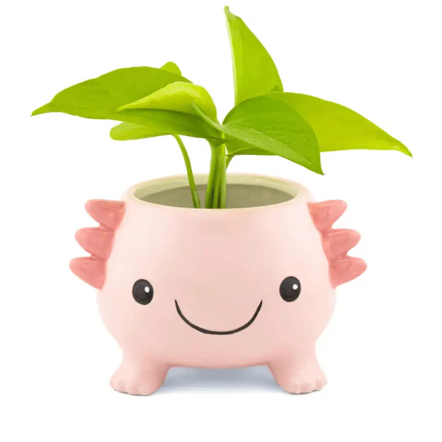 Cache pot axolotl rose en céramique souriante avec nageoires