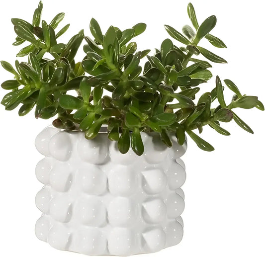 Plante d’intérieur succulente verte artificielle en cache pot booble blanc céramique résistante