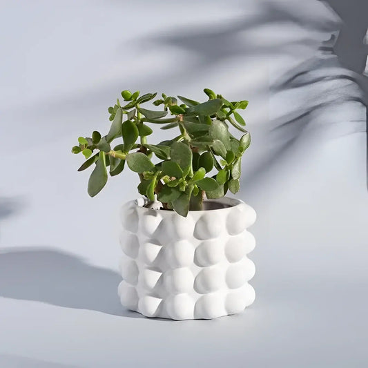 Jade saine en cache pot Booble Blanc céramique résistante pour plantes d’intérieur
