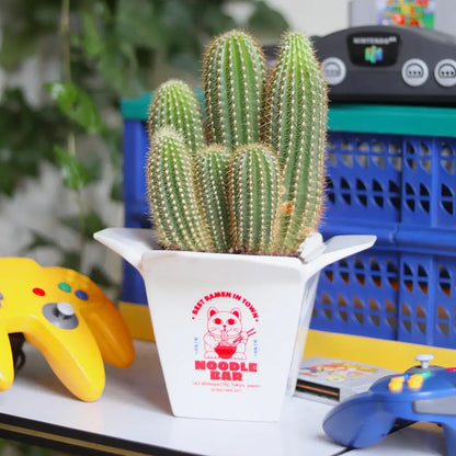 Cache pot Ramen : cactus verts en pot ludique déco intérieure
