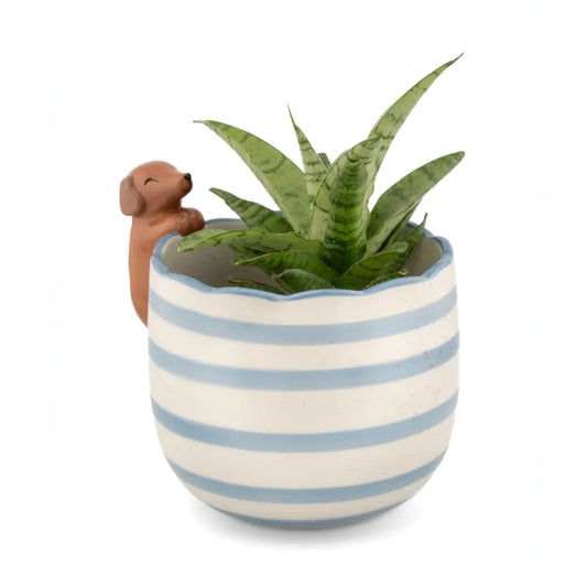 Cache Pot Teckel