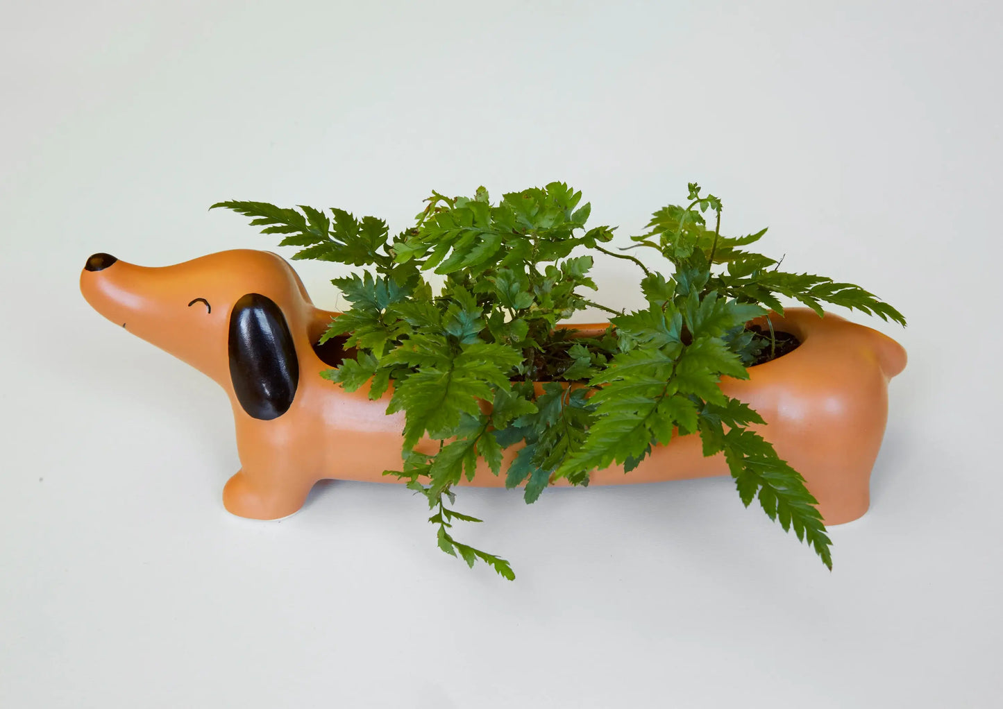 Cache-pot Teckel orange céramique avec fougères vertes