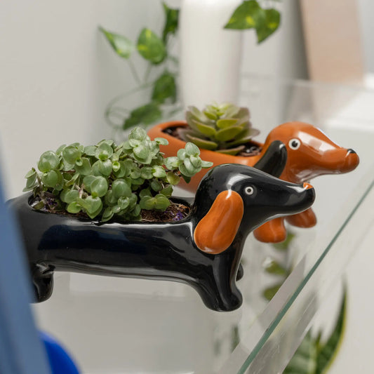 Cache pot teckel marron chaleureuse avec succulentes