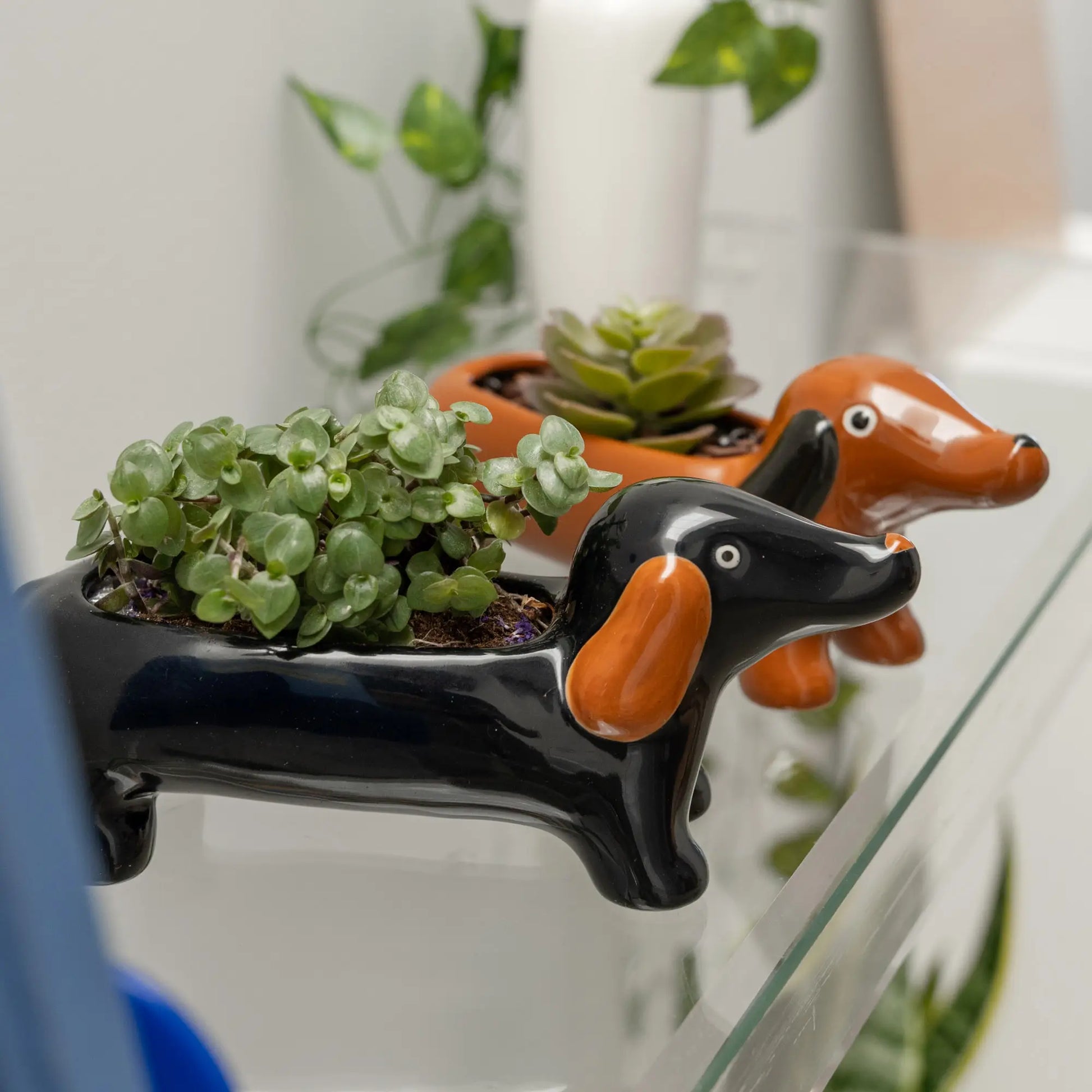 Cache pot teckel noir en céramique avec succulentes