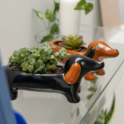 Cache pot teckel noir en céramique avec succulentes