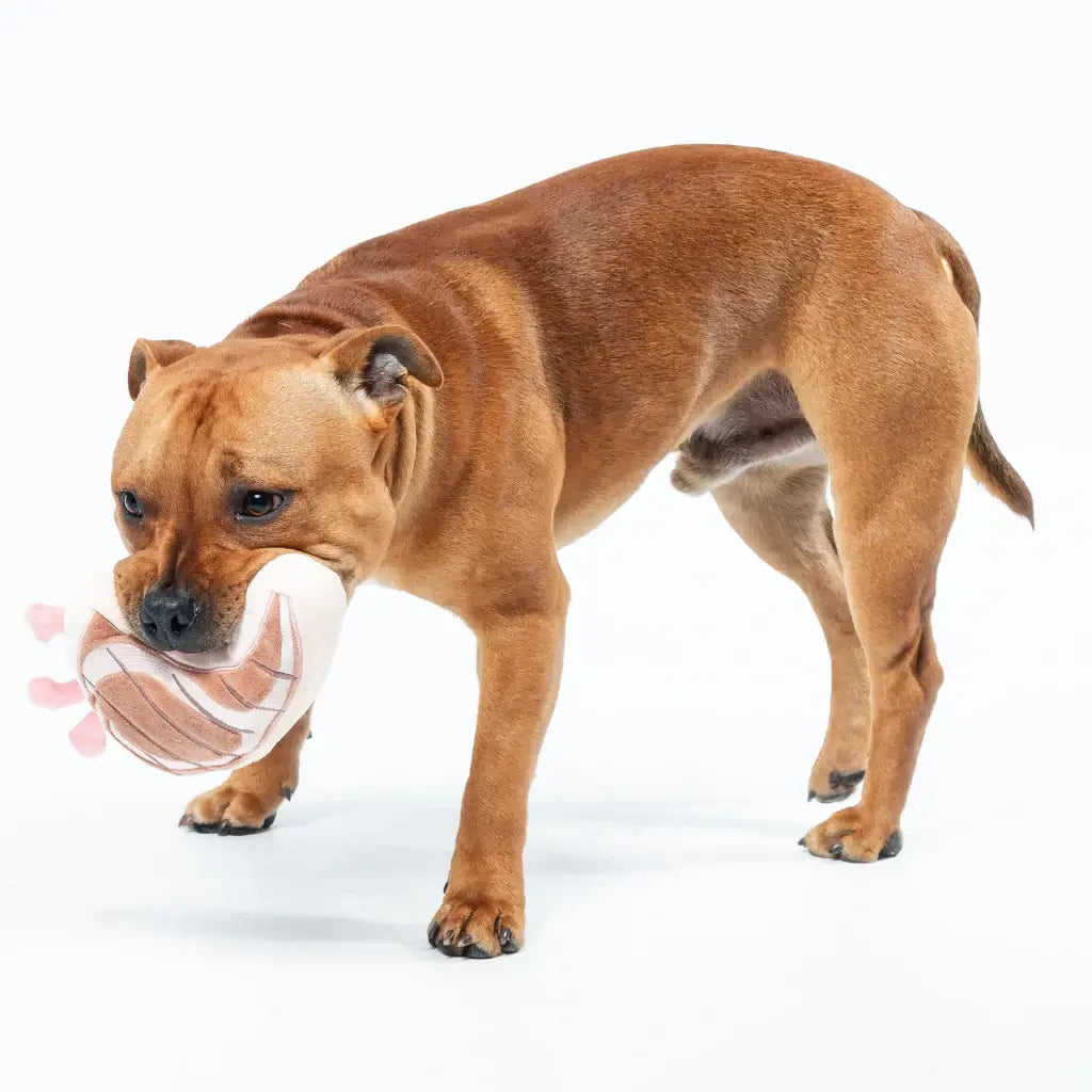 Staffordshire bull terrier brun tenant un jouet volleyball peluche blanc rose pour sensorielle complète