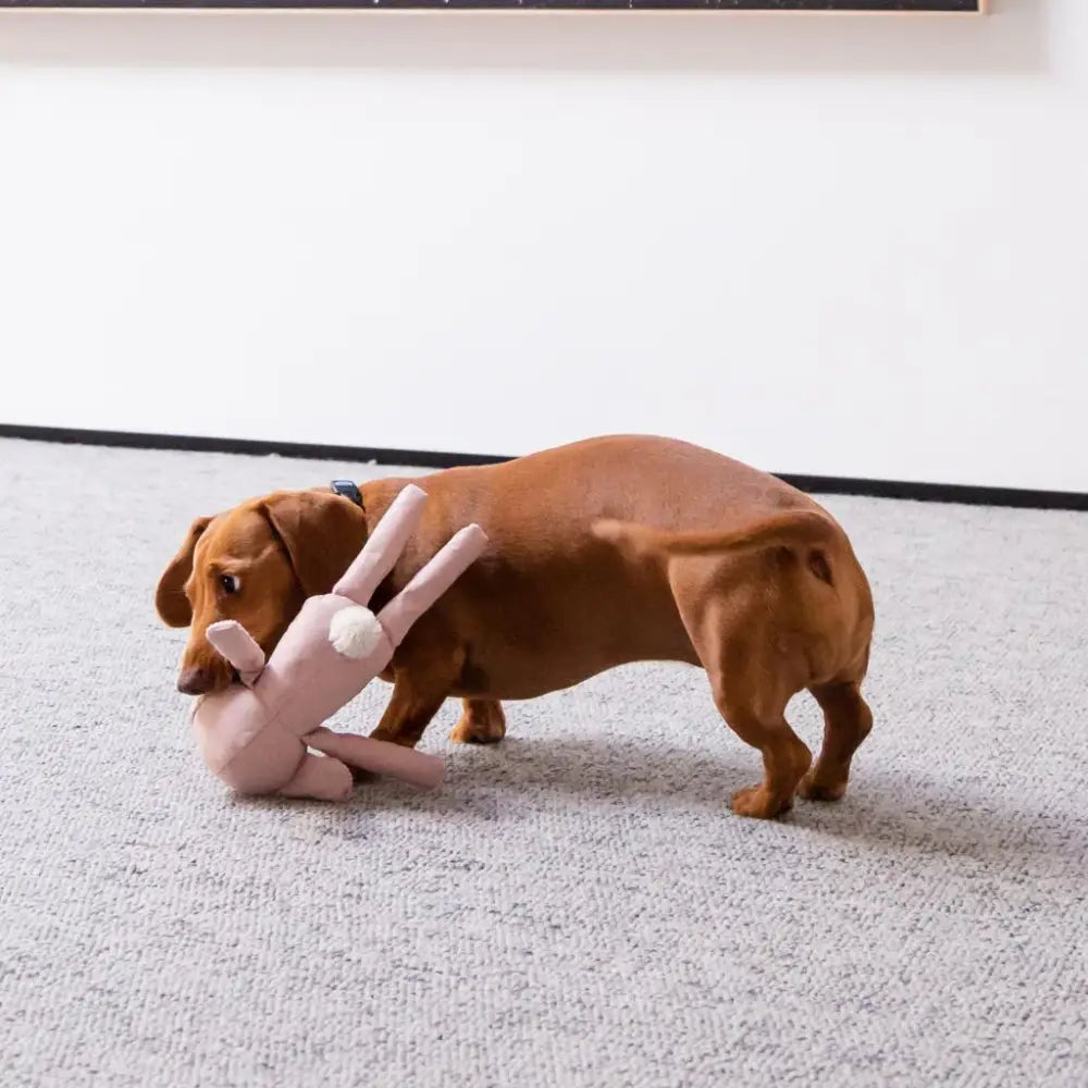 Jouet Pour Chien Ours Gris