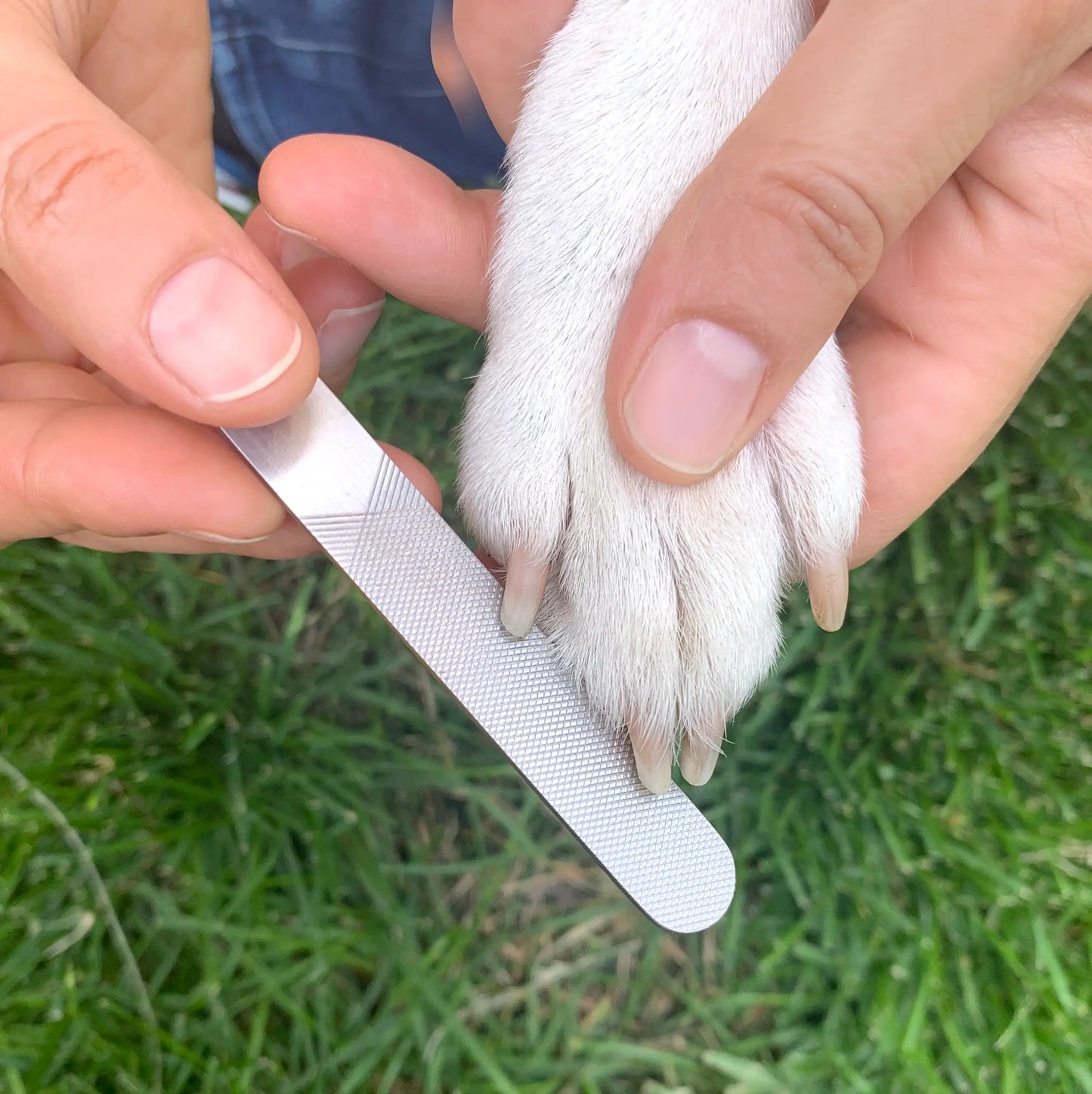 Râpe à ongles argentée texturée lime patte blanche dans Kit Pour Chien Moment Spa
