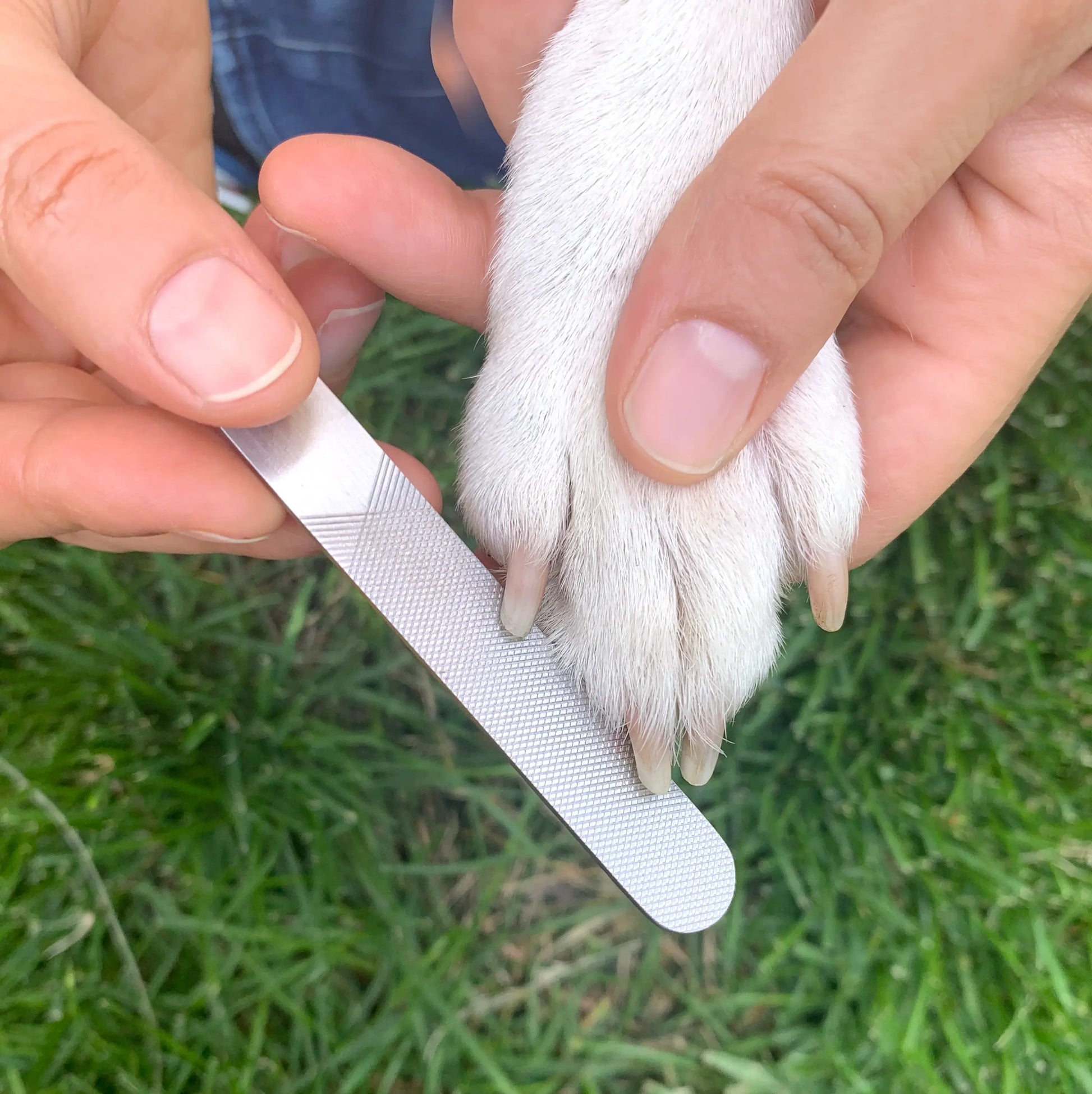 Râpe à ongles argentée texturée lime patte blanche dans Kit Pour Chien Moment Spa