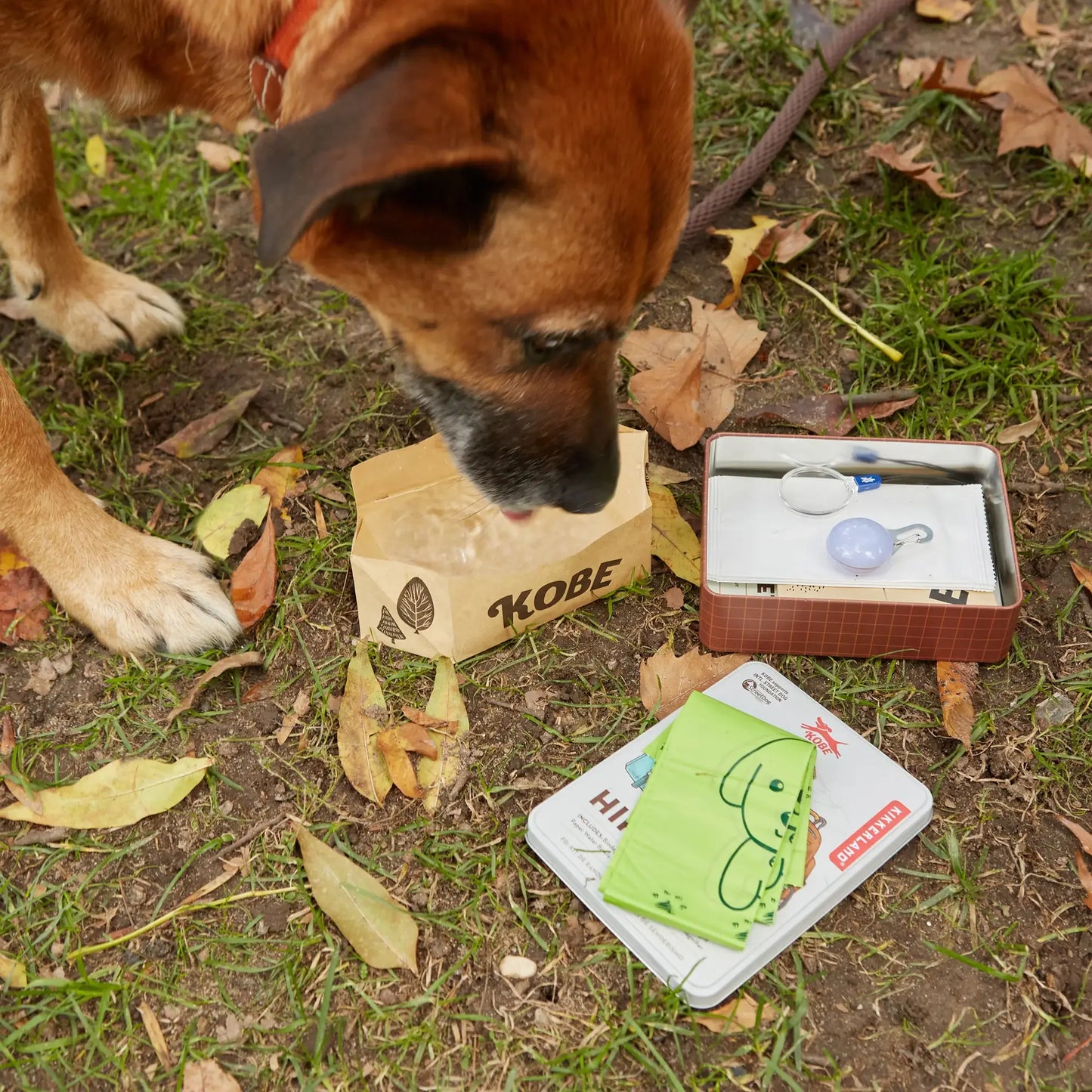 Chien brun au museau noir renifle boîte Kobe sur herbe avec accessoires essentiels