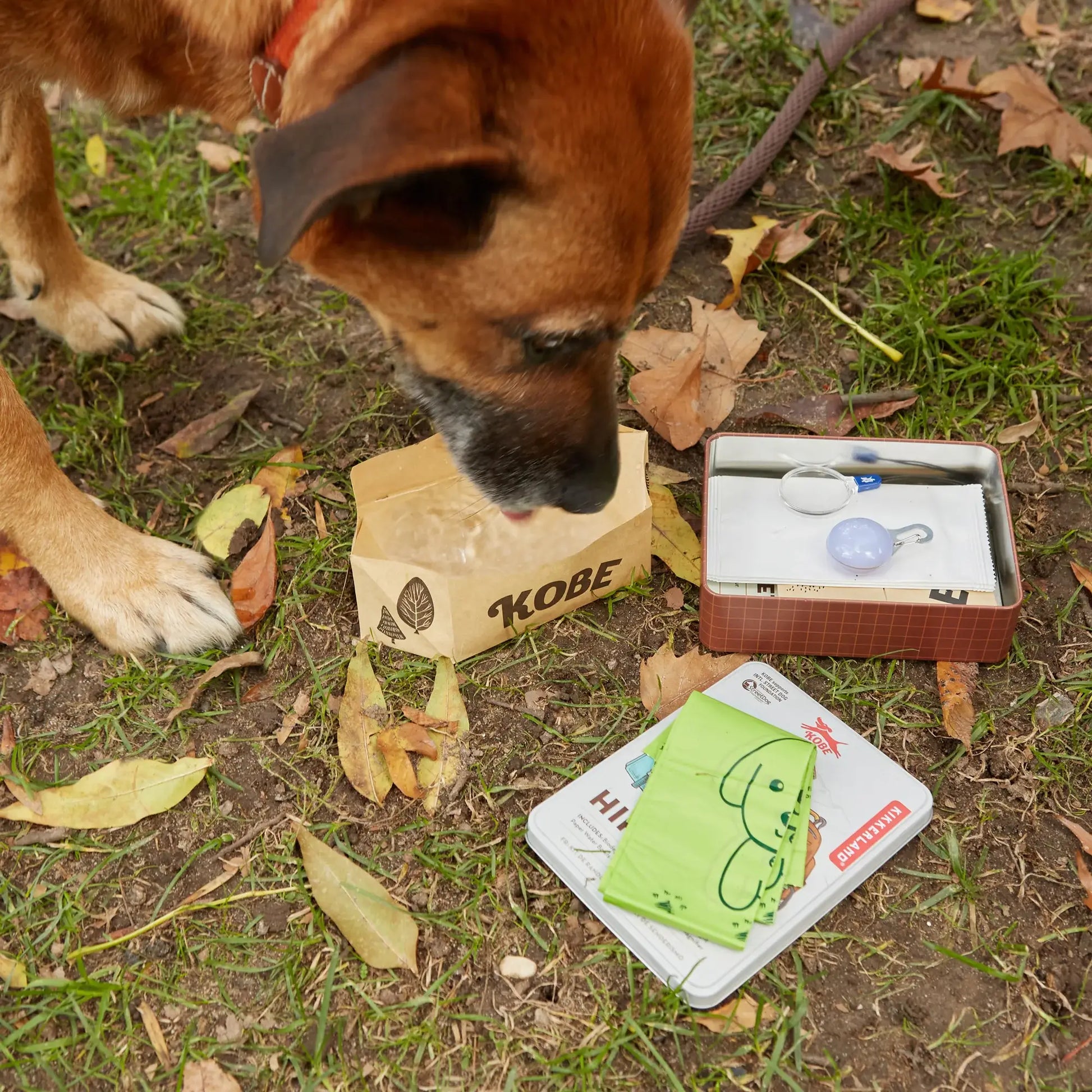 Chien brun au museau noir renifle boîte Kobe sur herbe avec accessoires essentiels