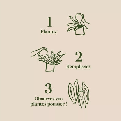 Guide illustré minimaliste en 3 étapes pour olla blanche grainée, solution d’arrosage naturelle