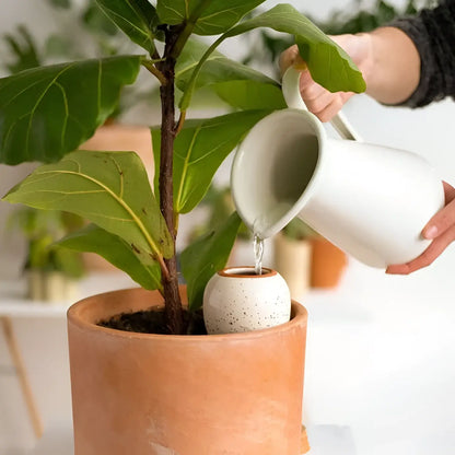 Olla blanche grainée en céramique blanche tachetée dans pot terracotta, solution d’arrosage naturelle