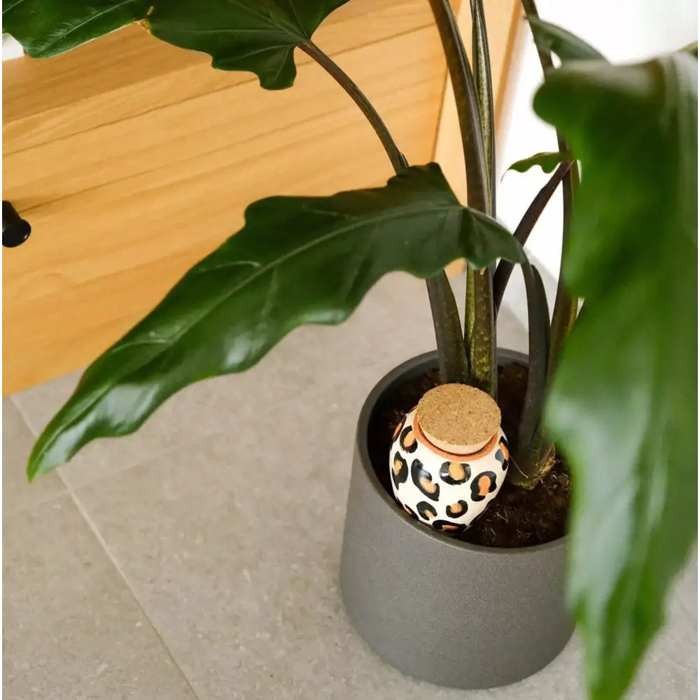 Olla Léopard