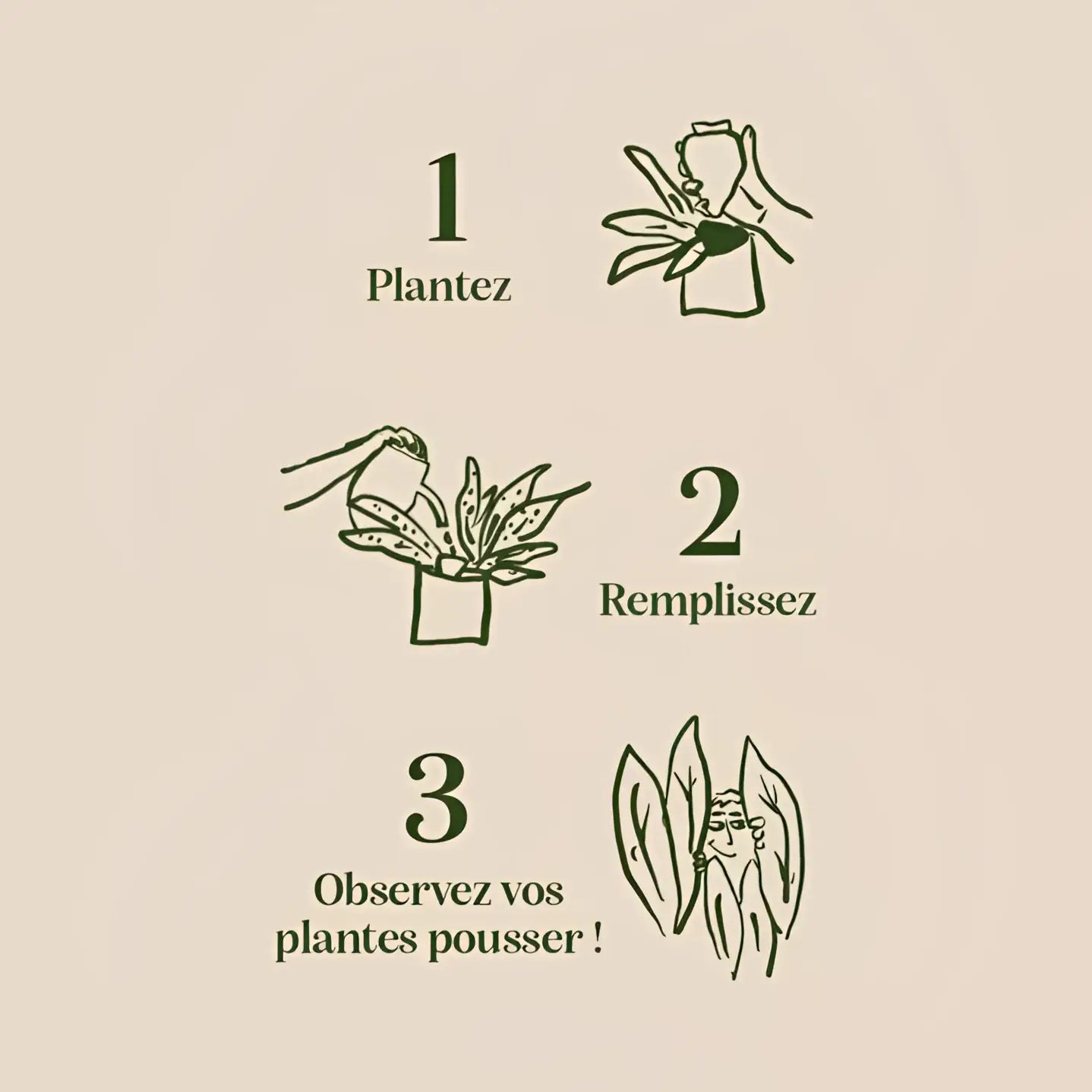 Illustration minimaliste 3 étapes plantation Olla Léopard, lignes vert foncé sur beige