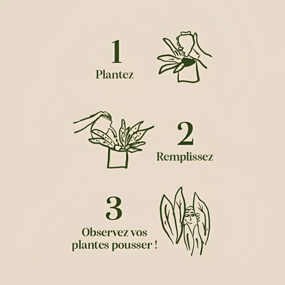 Illustration minimaliste 3 étapes plantation Olla Léopard, lignes vert foncé sur beige