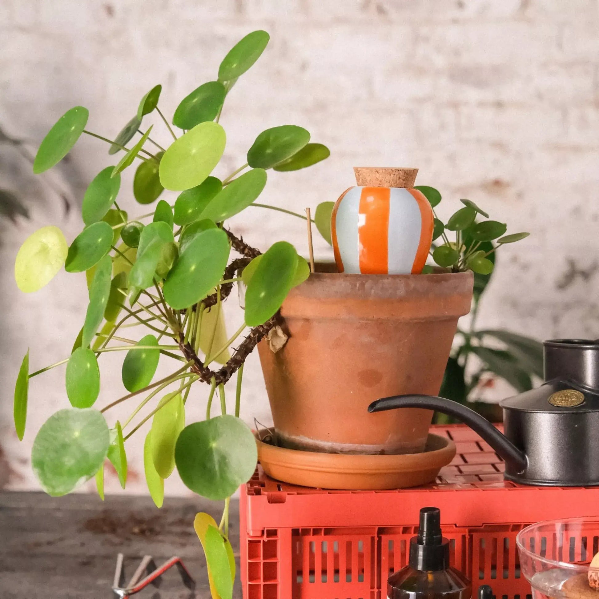 Olla rayée orange et bleu avec arrosoir rayé vert, esthétique poétique anti-gaspillage d’eau