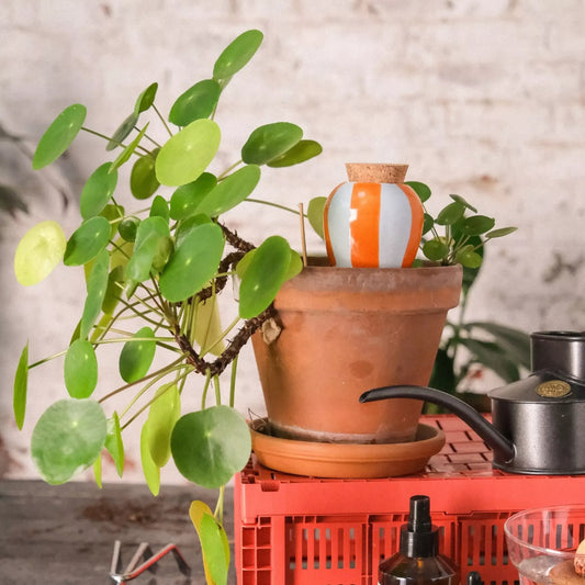 Olla rayée orange et bleu avec arrosoir rayé vert, esthétique poétique anti-gaspillage d’eau