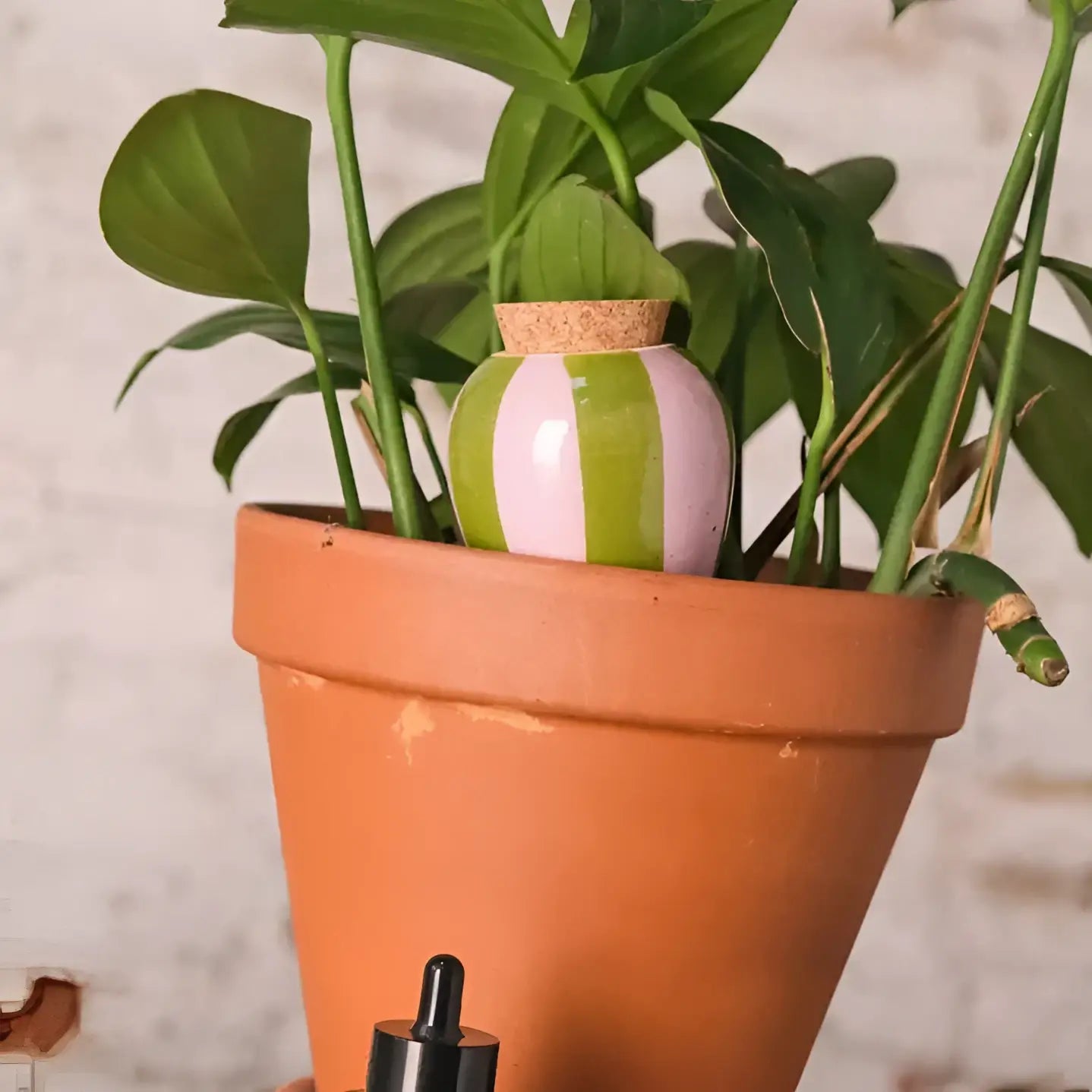 Olla rayée vert et lilas en céramique, finition colorée anti-gaspillage d’eau