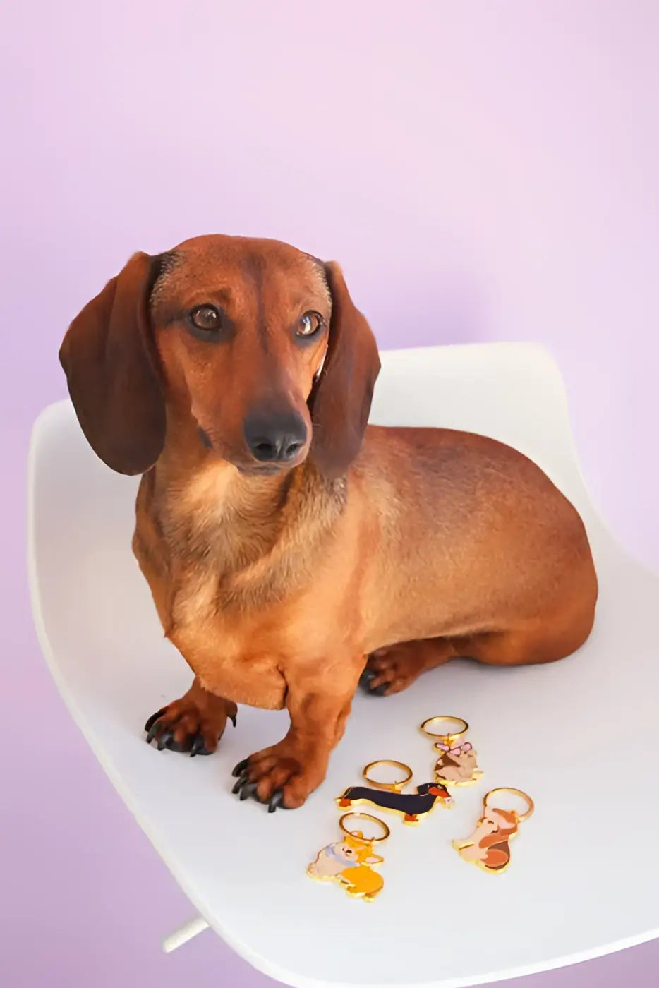 Teckel brun aux oreilles pendantes sur chaise blanche avec porte-clé teckel design soigné