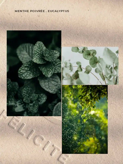 Collage de feuilles de menthe poivrée et eucalyptus pour Recharge bougie menthe 230g