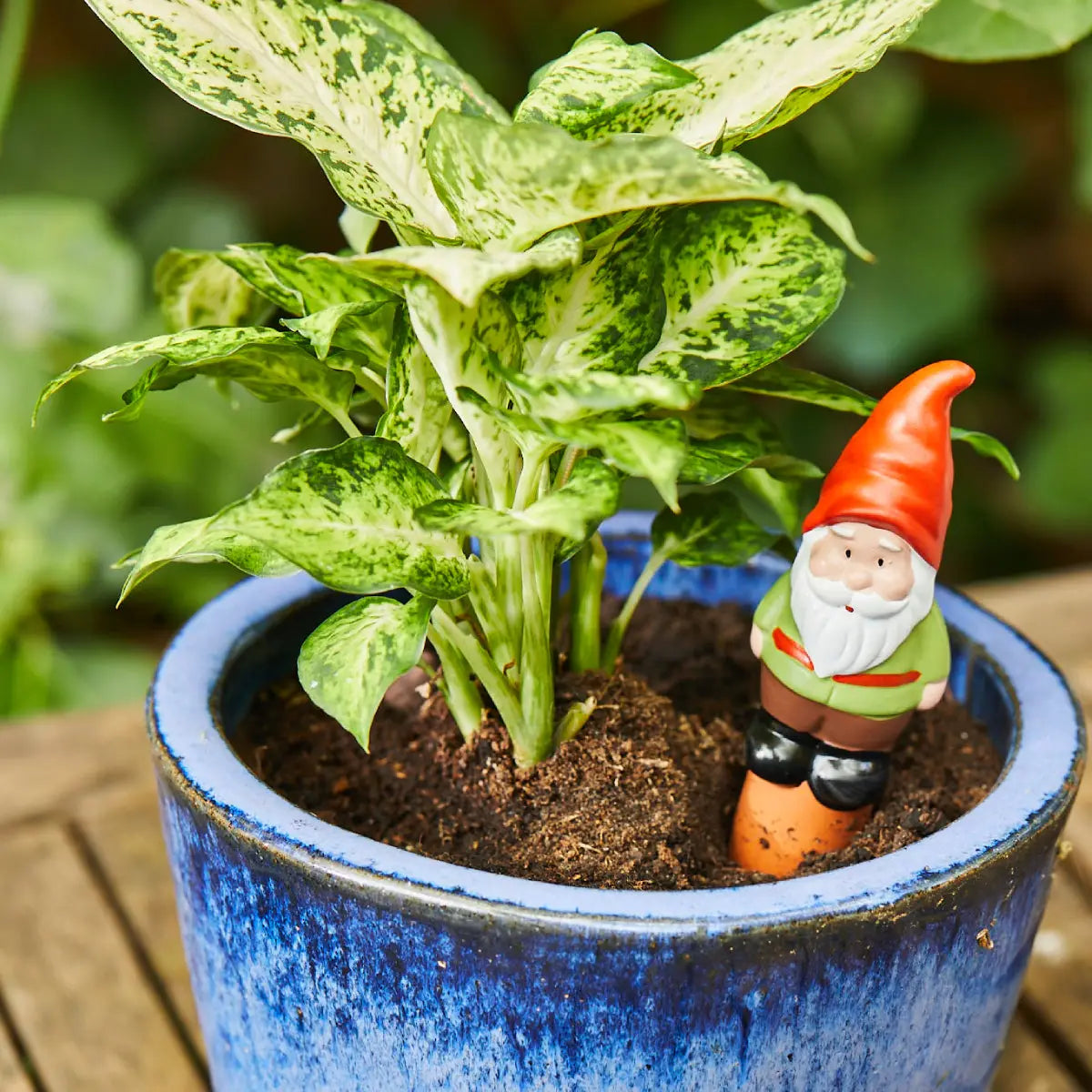 Plante d’intérieur colorée en pot bleu avec nain de jardin diffusant l’eau progressivement