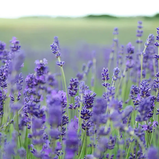 Lavande bio dans un savon solide bouquet pour une peau douce et naturelle