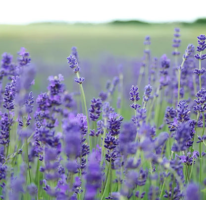 Champ de lavande violette pour savon naturel bouquet de nature