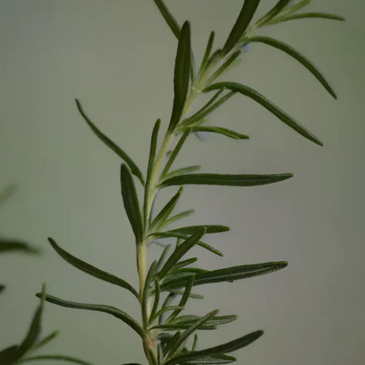 Une branche de romarin frais avec des feuilles vertes, parfait pour une beauté plus responsable