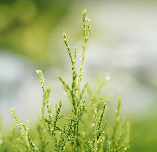 Plante verte fraîche avec gouttes deau pour shampoing solide naturel À LOmbre Du Cypres