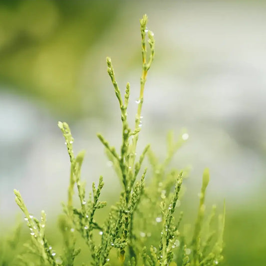Shampoing solide à lombre du cyprès bio avec une plante verte fraîche et des gouttes d’eau