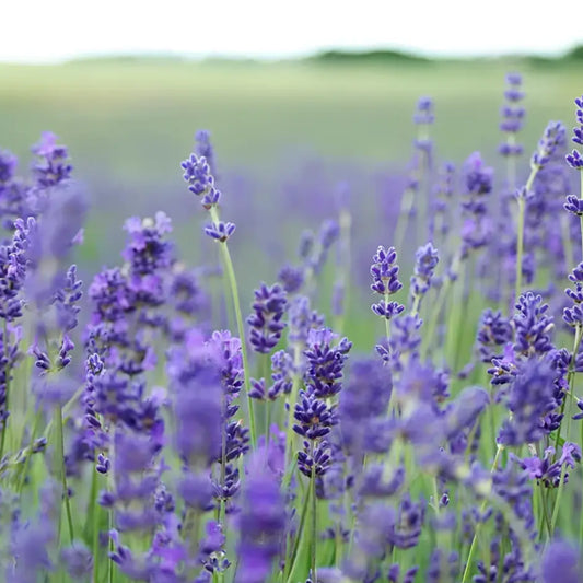 Shampoing solide naturel avec lavande violette pour cuir chevelu sain et parfumé