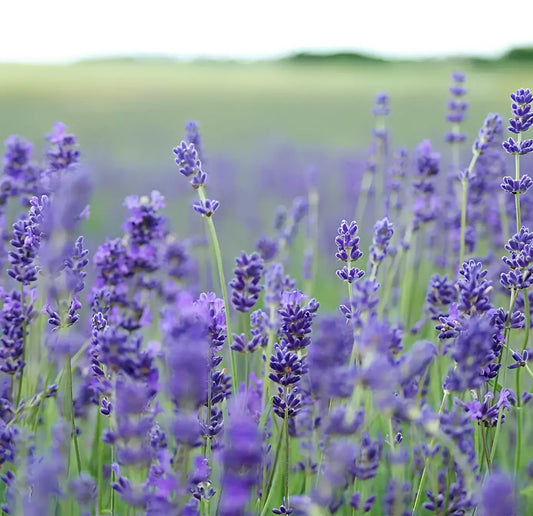 Fleurs de lavande bio violettes en bloom pour shampoing solide bouquet formule douce