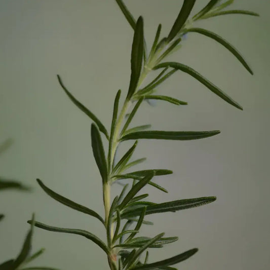 Brin de romarin bio pour shampoing solide tourbillion d’été, soin du cuir chevelu