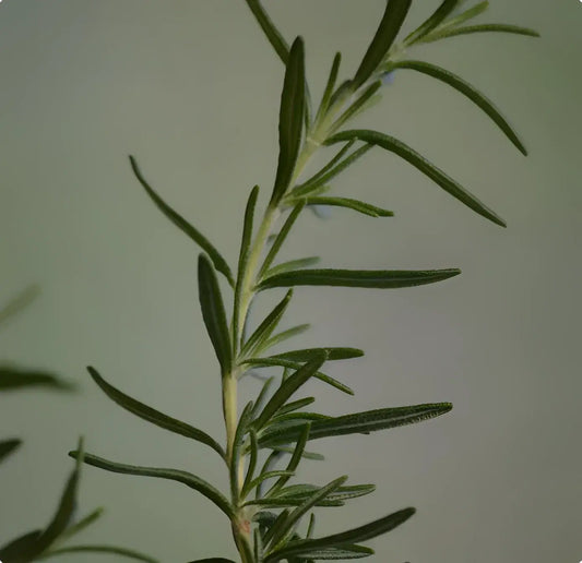 Brin de romarin bio frais pour shampoing solide Tourbillon d’Été