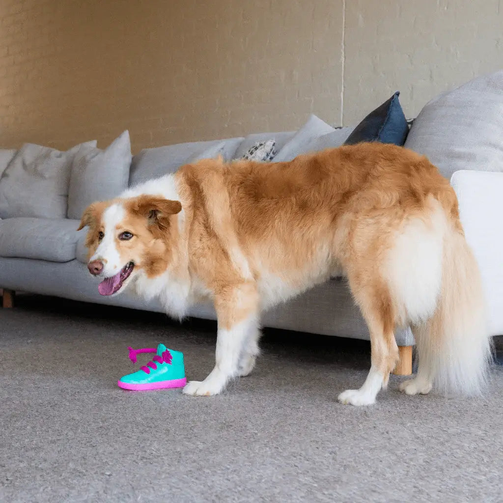 Baskets jouet interactif pour chien turquoise et rose vif avec semelle rainurée