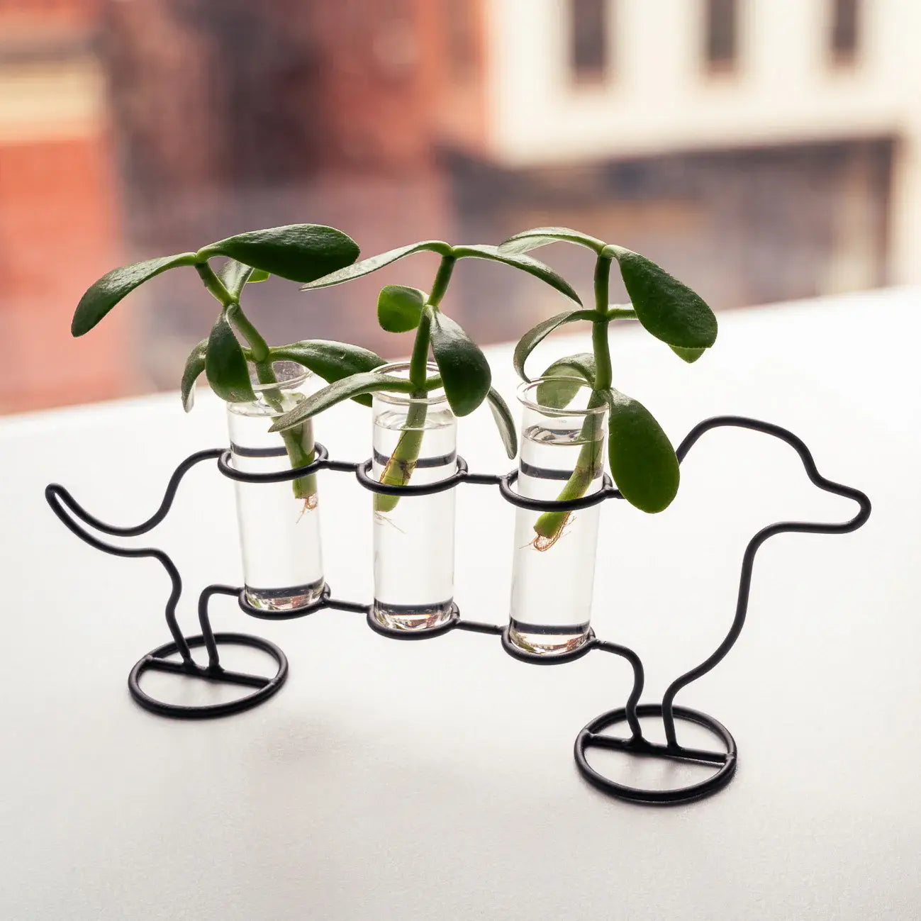 Vase teckel en fil de fer noir avec 3 tubes en verre borosilicaté et succulentes vertes